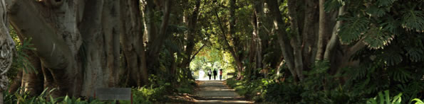 Adelaide Botanic Garden