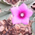 Olive Pink Botanic Garden
