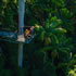 Tamborine Mountain Rainforest Skywalk