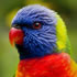 Currumbin Wildlife Sanctuary