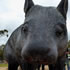 Giant Wombat | Thallon
