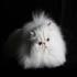 View Australian Cat Club: Championship Cat Show 2026