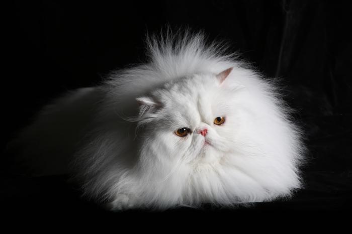 Australian Cat Club: Championship Cat Show 2026