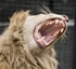 Shoalhaven Zoo