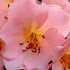 Emu Valley Rhododendron Garden