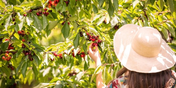 Pick Your Own Cherries | Cherryhill Orchard