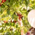 Pick Your Own Cherries | Cherryhill Orchard